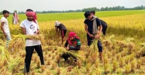 শ্রমিক সংকটে ধান নিয়ে বিপাকে কৃষক কেটে দিলো ছাত্রলীগ