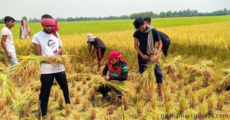 শ্রমিক সংকটে ধান নিয়ে বিপাকে কৃষক কেটে দিলো ছাত্রলীগ